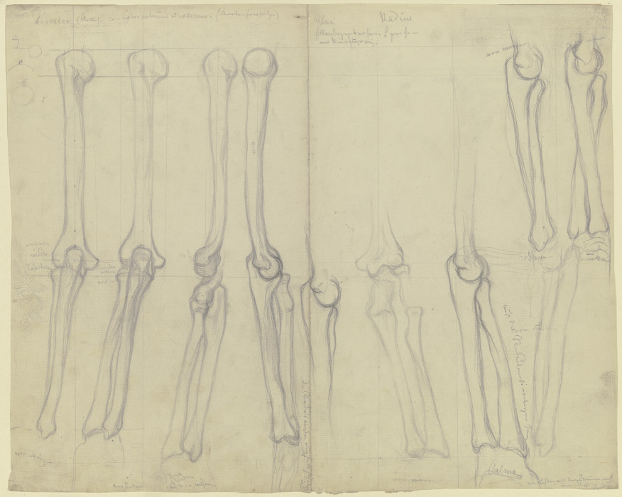 Studies of bones de Victor Müller