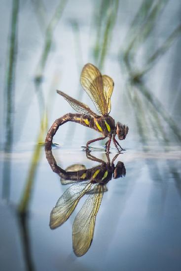 Brown hawker, Aeshna grandis (Linnaeus, 1758)