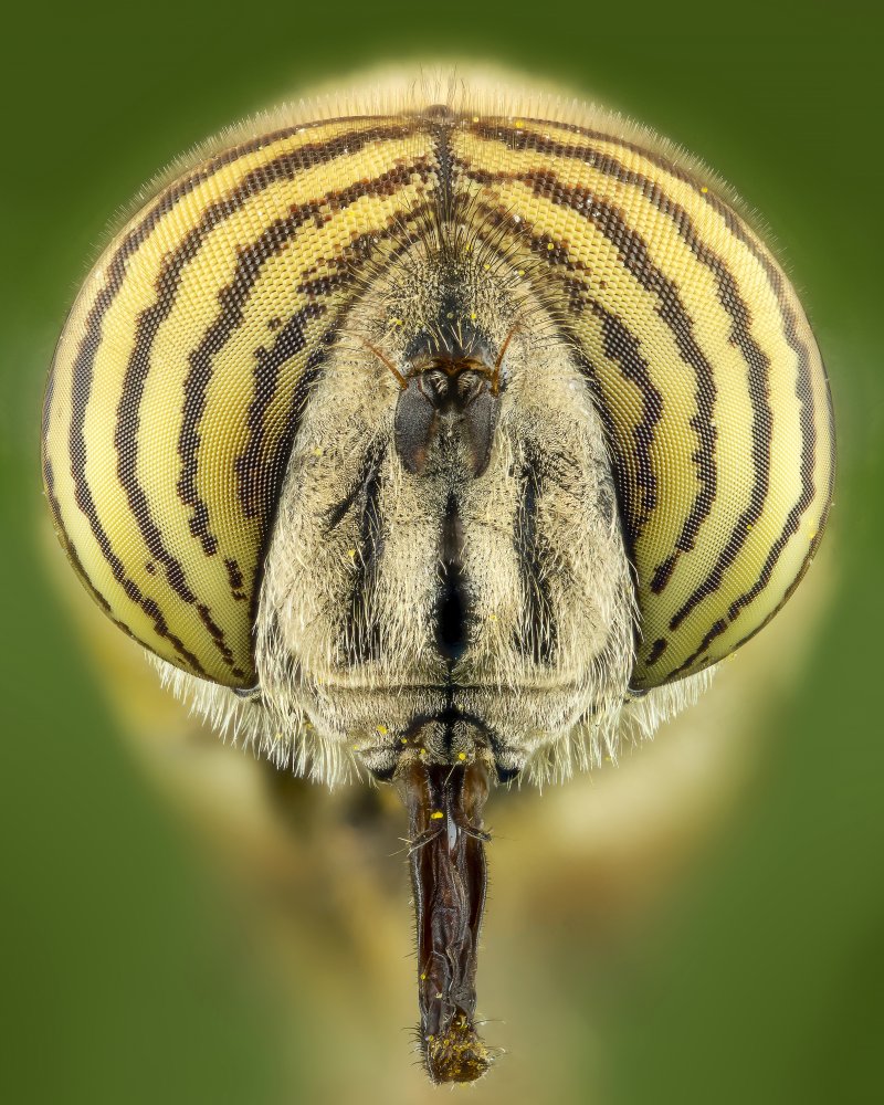 Flower fly de Vida