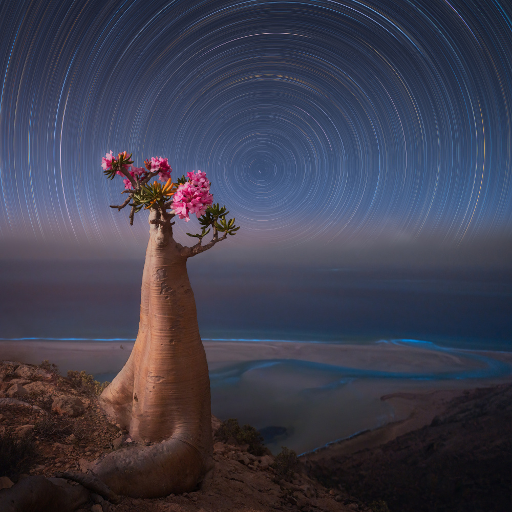 Desert Rose de Vikas Chander