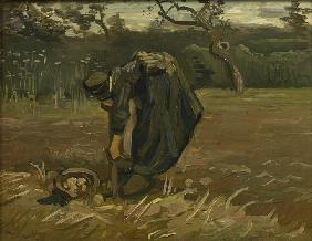 Peasant woman, harvesting potatoes