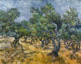 Olive grove 1889