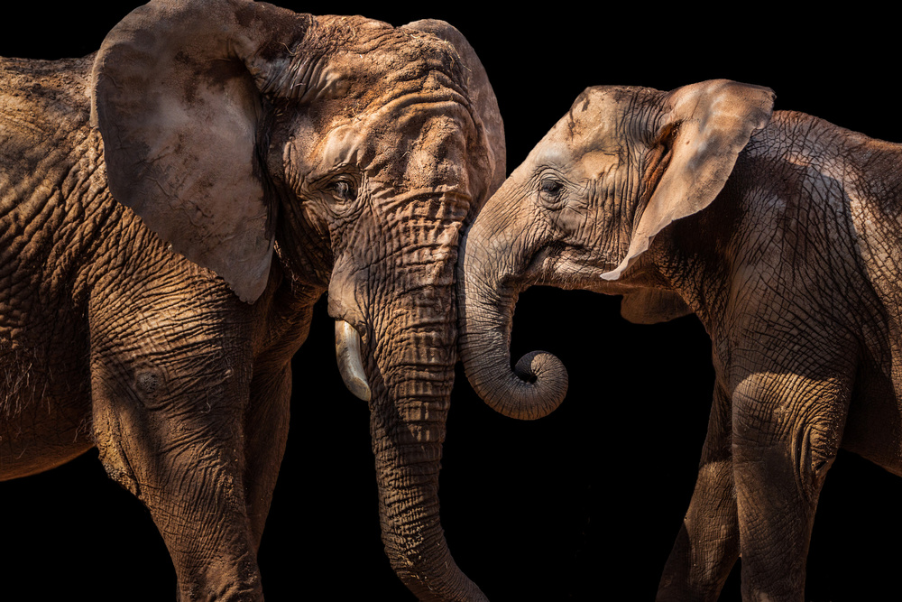 Elephants de Vitor Martins