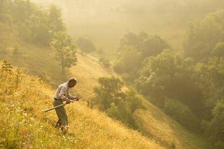 matinal cu coasa (early moment with scythe)