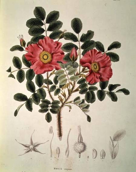 Rosa rugosa, from 'Flora Japonica', Vol 1 de von Siebold and Zuccarini