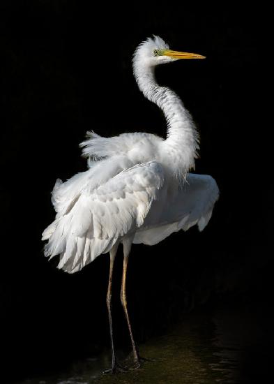 Ardea alba