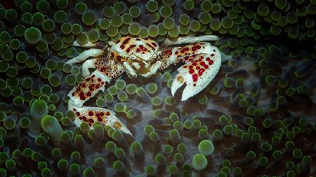 porcelain crab