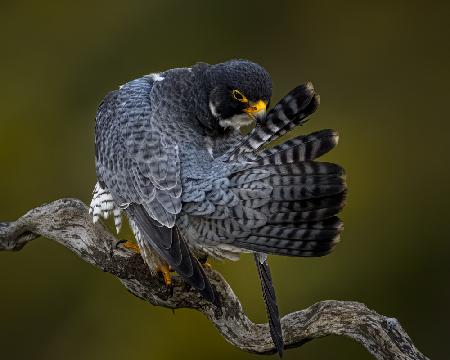 Preening