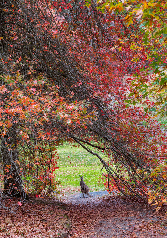 Hippity Hop Into Autumn! de Wayne Pearson