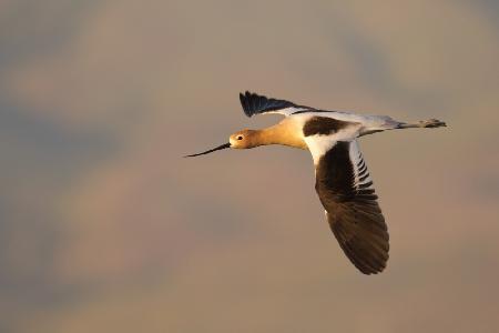 flying into sunset