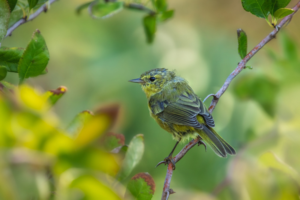 Goldfinch de Wei Liu