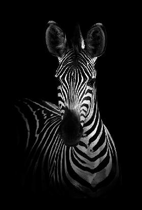 The Zebra