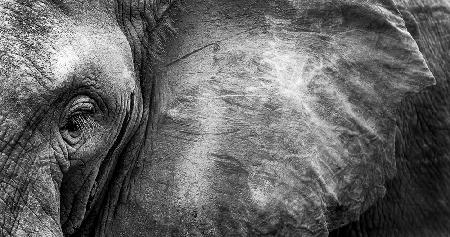 Elephant Face