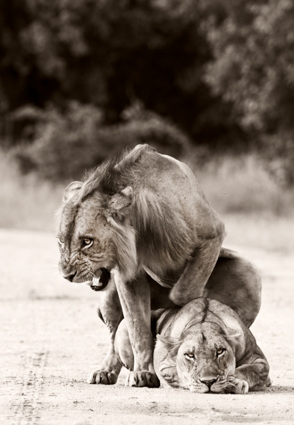 Lion Love de WildPhotoArt