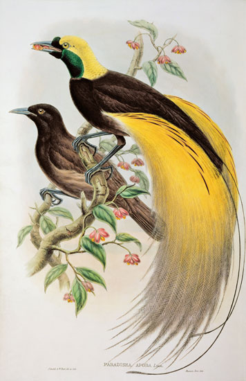 Bird of Paradise: Greater, Paradisaea Apoda de William Gould