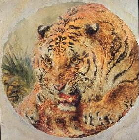 Tiger's Head