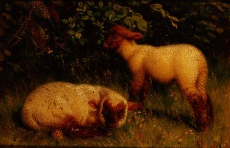 Lambs de William J. Webb or Webbe
