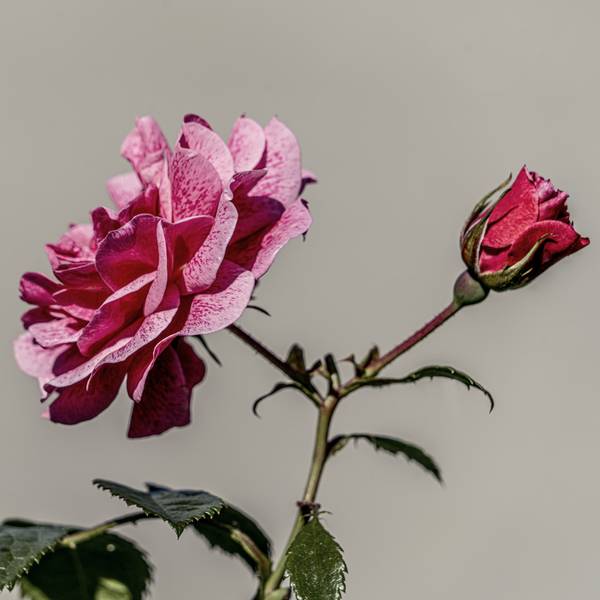 Flower-DSC00843 de Wim Heesakkers