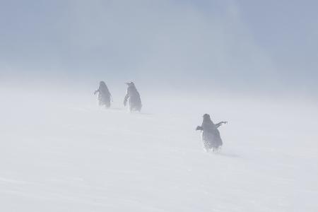 In the snowstorm