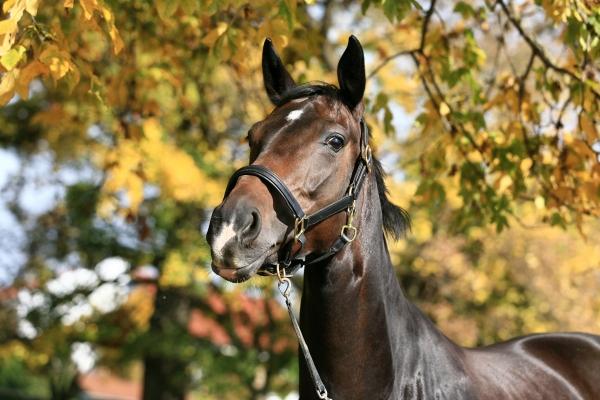 Pferd im Herbst de Wolfgang Behm Dr. Peter Fischer