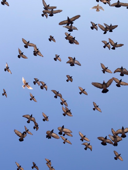 pigeons de Wolfgang Simlinger