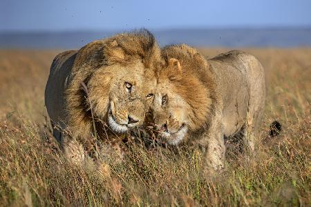 Bond of brothers