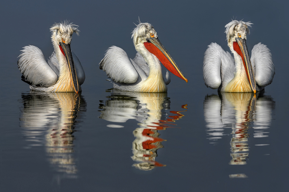 Dalmatian pelicans portrait de Xavier Ortega