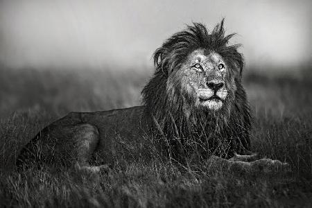 A legend of Masai Mara