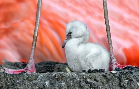 Flamingo chick