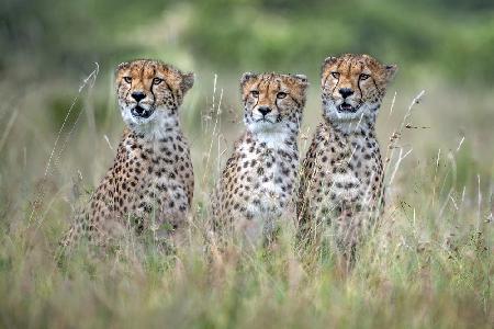 Cheetah cubs