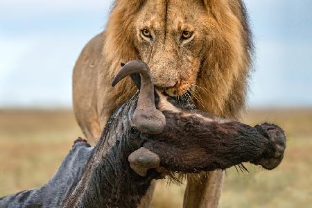 Lion with prey