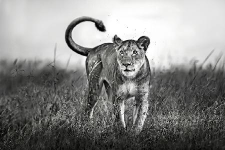 Lioness Close Up