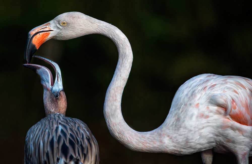 Mother flamingo with chick de Xavier Ortega