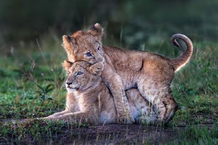 Playful lion cubs