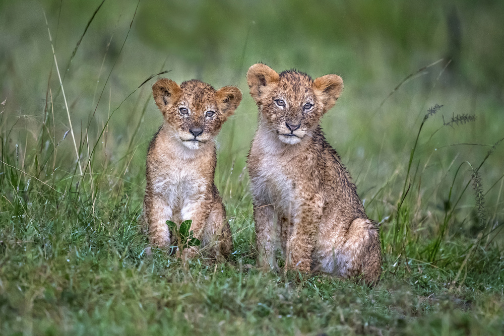 Two rain-soaked lion cubs de Xavier Ortega
