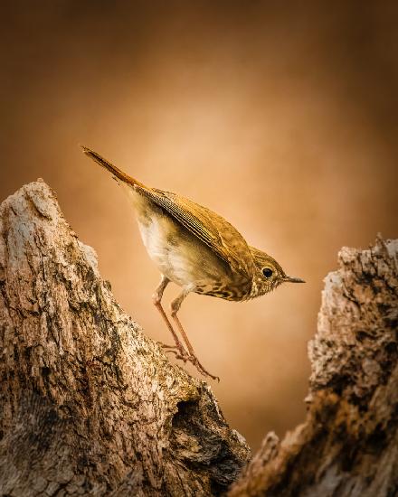 Hermit Thrush