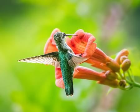 Hummingbird