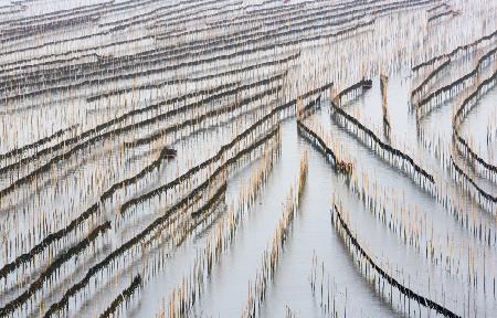 Harvesting kelp