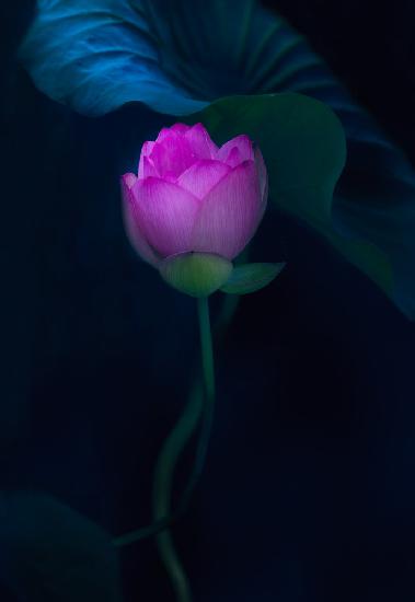 Lotus in light