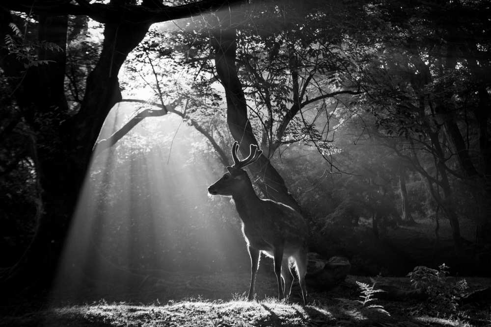 Light and Deer de Yoshinori Matsui