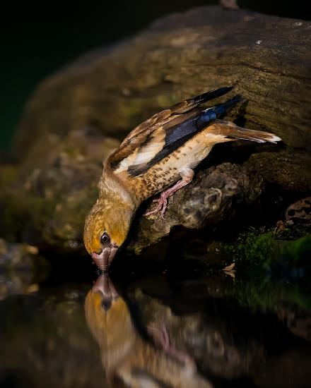 Hawfinch Drinking