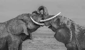 Elephants fighting