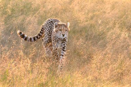 Cheetah Bathing in the Sunrise