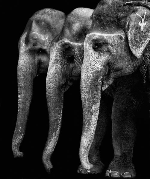 Nature\'s great masterpiece, an elephant; the only harmless great thing ... de Yvette Depaepe