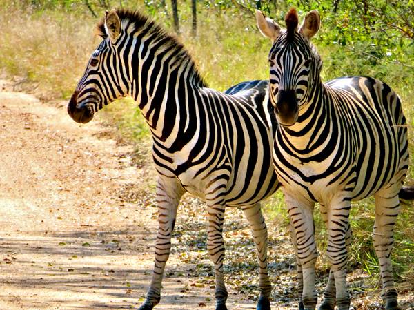 Zwei Zebras de zamart