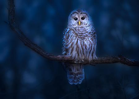 Barred Owl